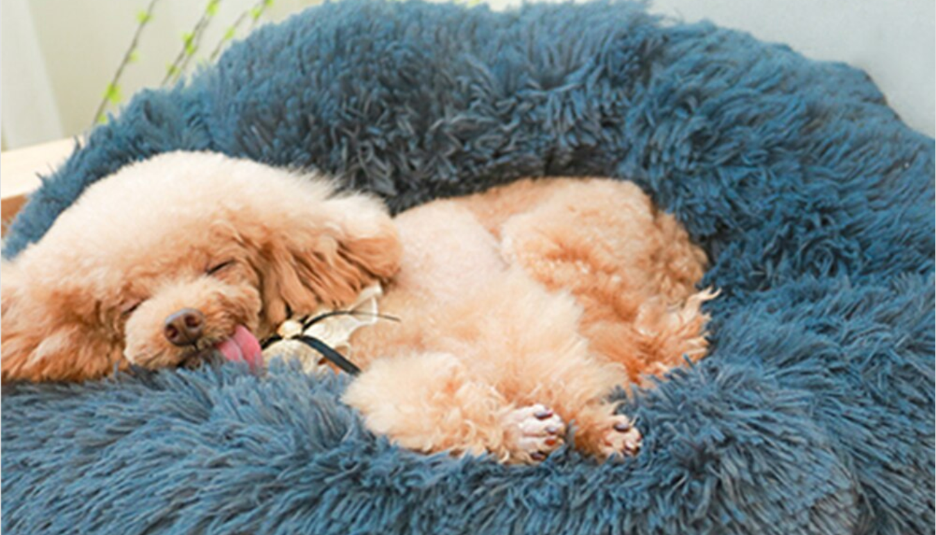 Top 10 Benefits of Pet Ownership