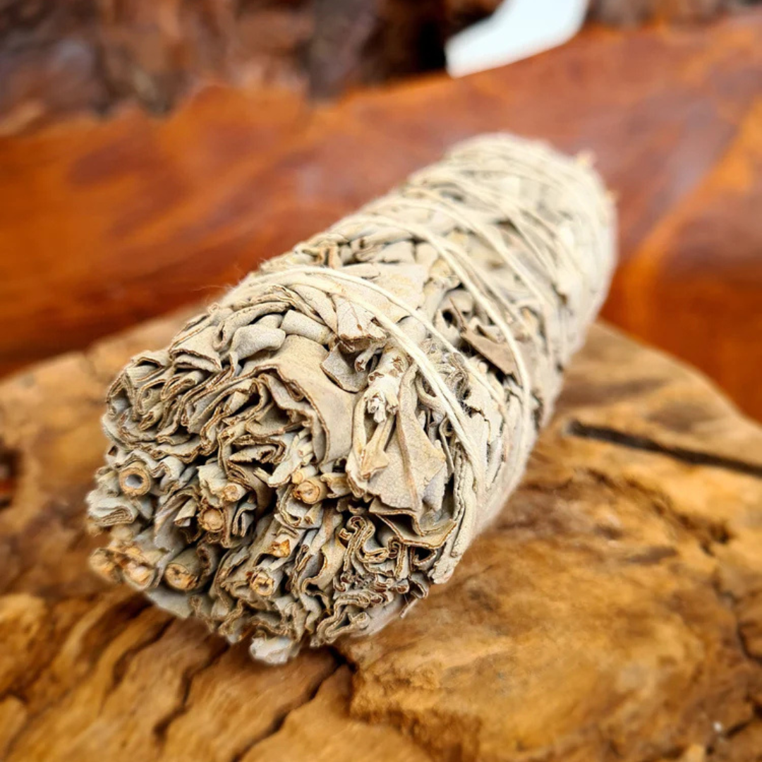 White Californian Smudging Sage